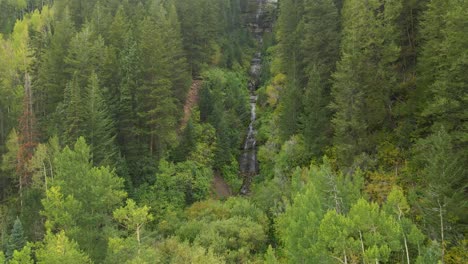 Exploring-the-forest-with-incredible-green-pine-trees-and-yellow-grassland