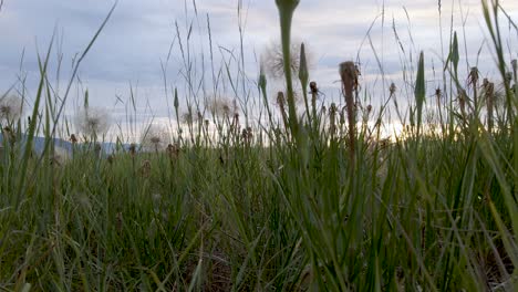 Löwenzahnblumen-Auf-Der-Wiese-Mit-Schilf-Und-Wilden-Gräsern-Während-Des-Sonnenuntergangs