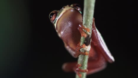 a blue spotted tree frog perches on a branch and breathes in slow motion