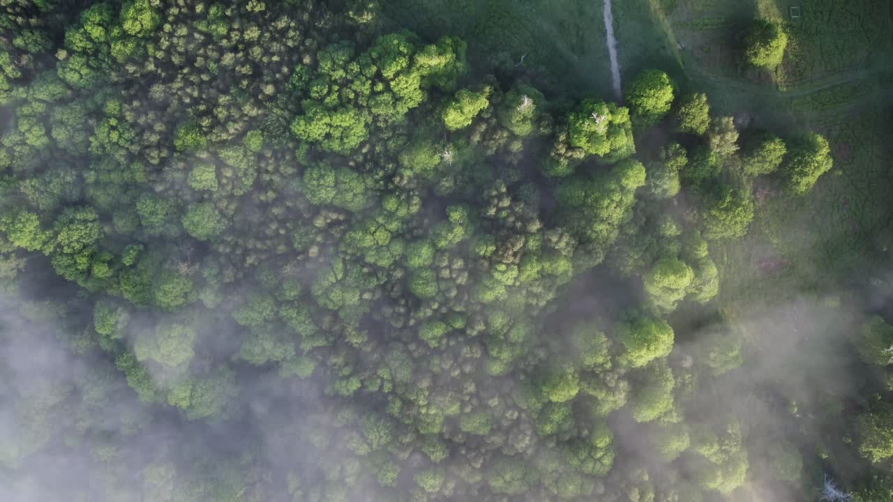 una perspectiva a vista de pájaro de las nubes moviéndose sobre algunos árboles verdes vibrantes en un bosque en kent