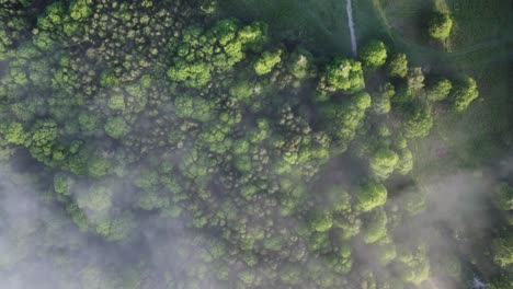 a birds eye view perspective of the clouds moving over some vibrant green trees in a forest in kent