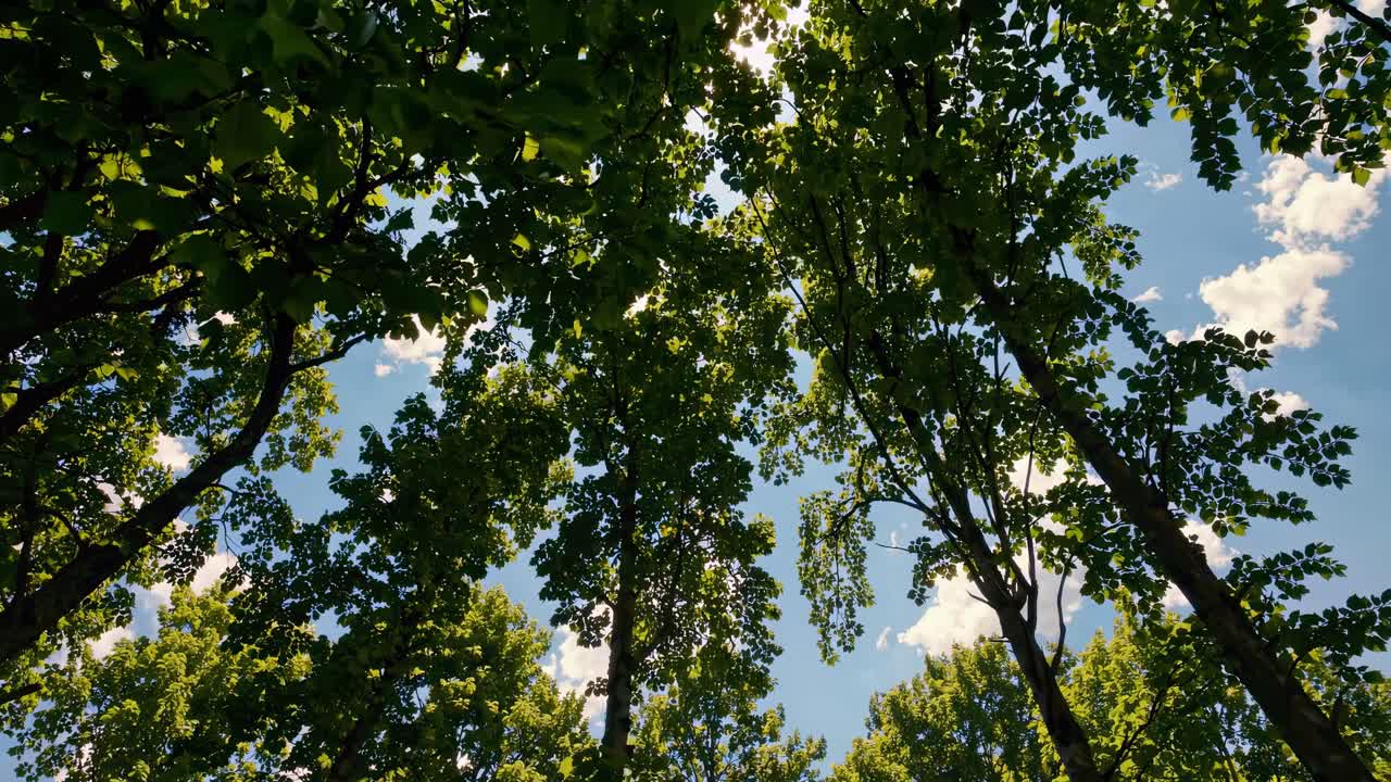 Upward angle captures lush green tree canopy against a blue sky, evoking a serene, natural