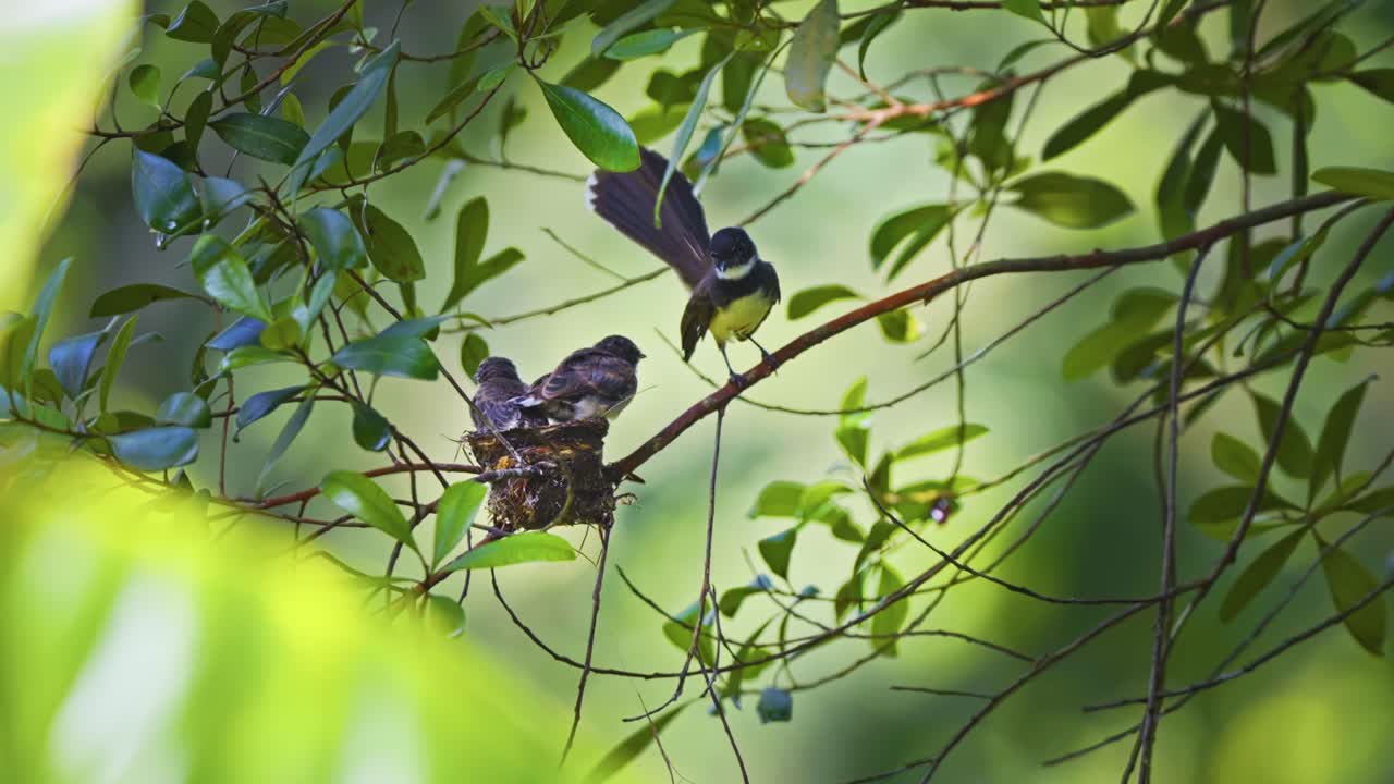 Pied Fantail Birds Nesting With Chicks In Tropical Nature Background. Selective Focus Shot