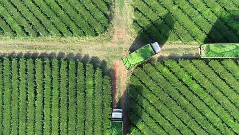 Tres-Camiones-Idénticos-Cargados-Con-Hojas-De-Té-Verde-Moviéndose-Al-Unísono-Por-Un-Camino-De-Tierra-Dentro-De-Una-Plantación-De-Té