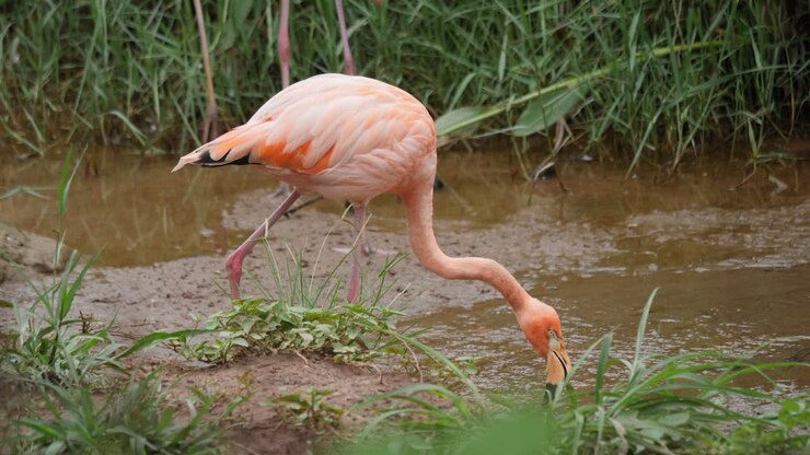 Pink Flamingo in Wetland Environment
