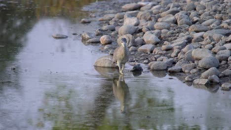 black crowned night heron searching fish in lake