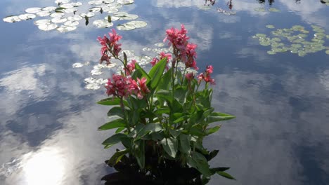 Schöne-Rosa-Blumen-In-Einem-Teich