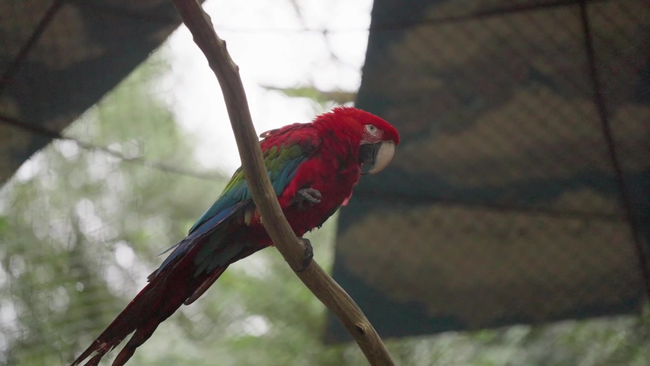 Un'ara colorata rossa e verde appollaiata su un ramo all'interno di una voliera al rallentatore
