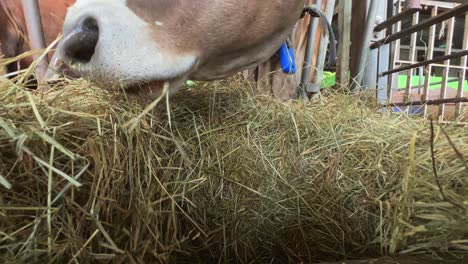 closeup indoor low angle pov of cow eating hay in farm with head through metal fence