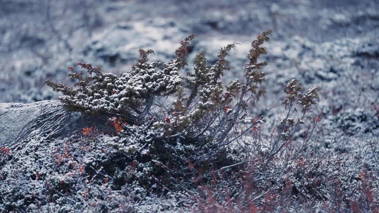 Fresh snow covers the bushes and grass in the tundra