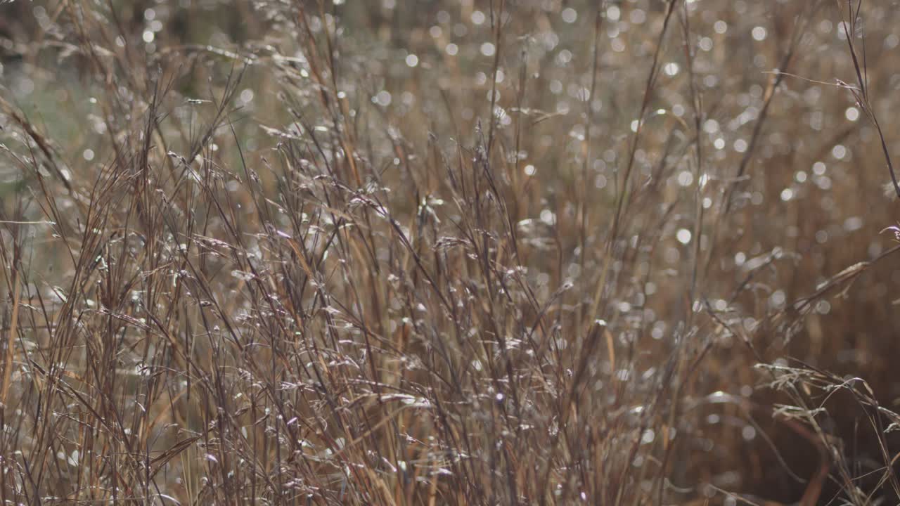 Dew-covered wheat grass gently sways outdoors, soft natural lighting, shallow depth of field