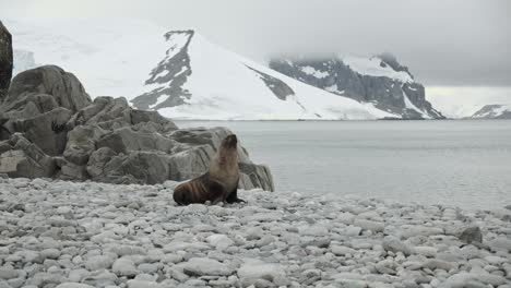 Foca-Solitaria-Llamando-Y-Haciendo-Ruido-En-La-Costa-Antártica