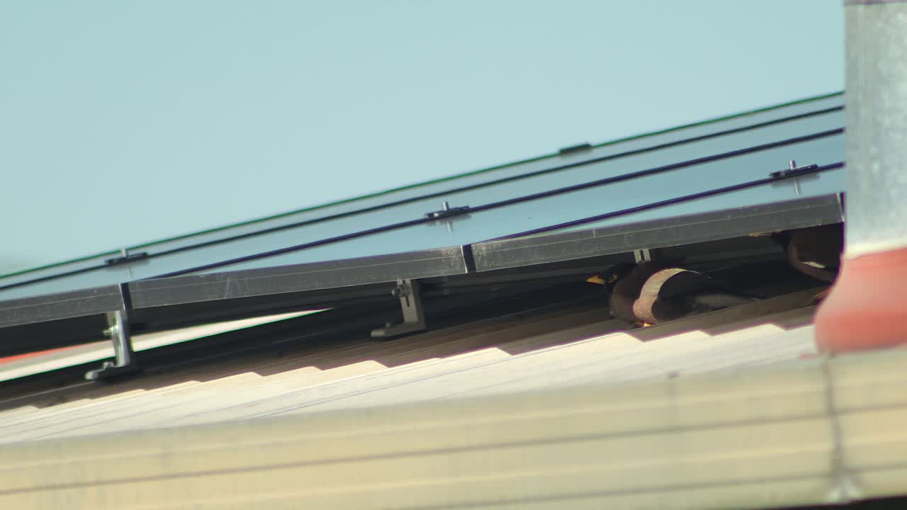 Myna bird nesting under solar panels on a roof