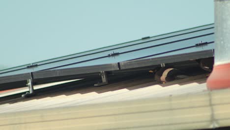 myna bird nesting under solar panels on a roof