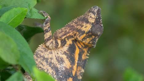 orange chameleon clouse-up, madagaskar, nosy be, africa