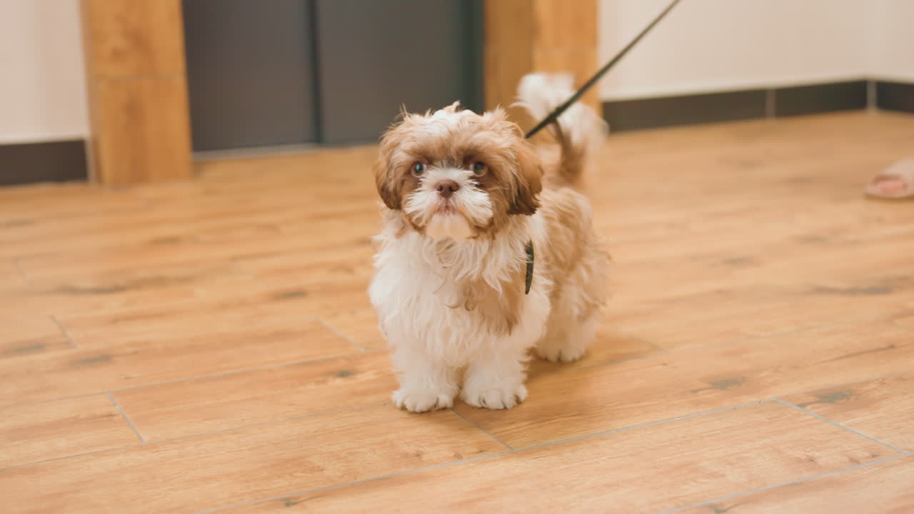 Small Canine Learning Leash Manners Indoors, Young Puppy Practicing Walking On Leash Inside Cozy Studio, Adorable Small Dog Being Trained To Walk Calmly On Leash Inside Warm Room Environment