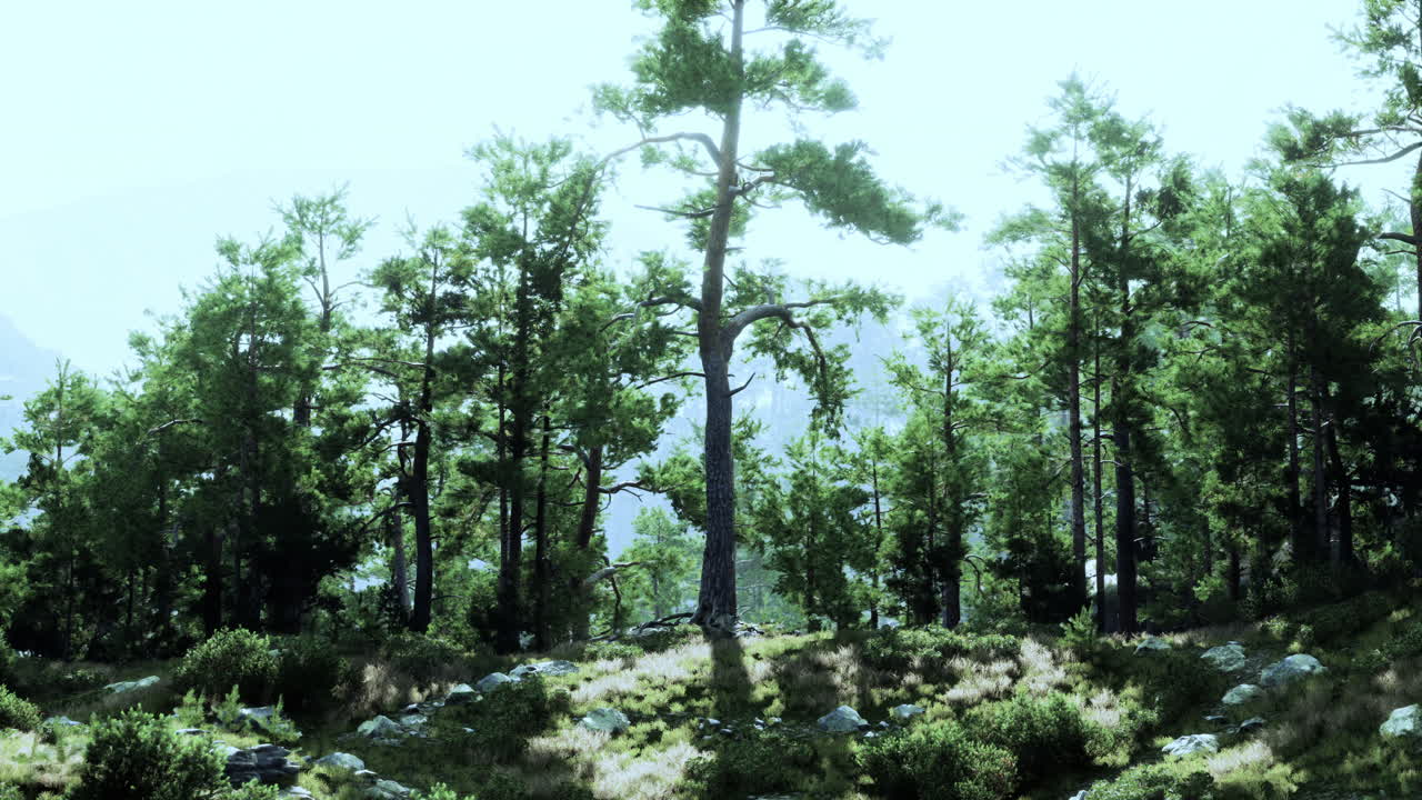 Tall Pine Trees in a Mountain Forest