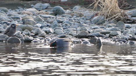 Green-Winged-Teal-Eating-Food-From-The-River-Bed-And-A-White-Cheeked-Starling-Drinking-At-The-Futakotamagawa-River-In-Tokyo,-Japan---static-shot,-close-up