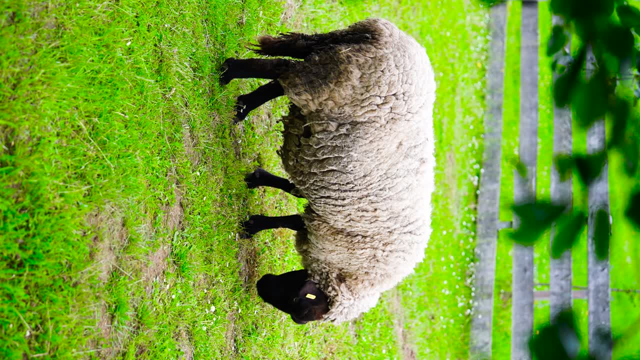 Una pecora che pascola in un campo