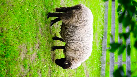 a sheep grazing in a field