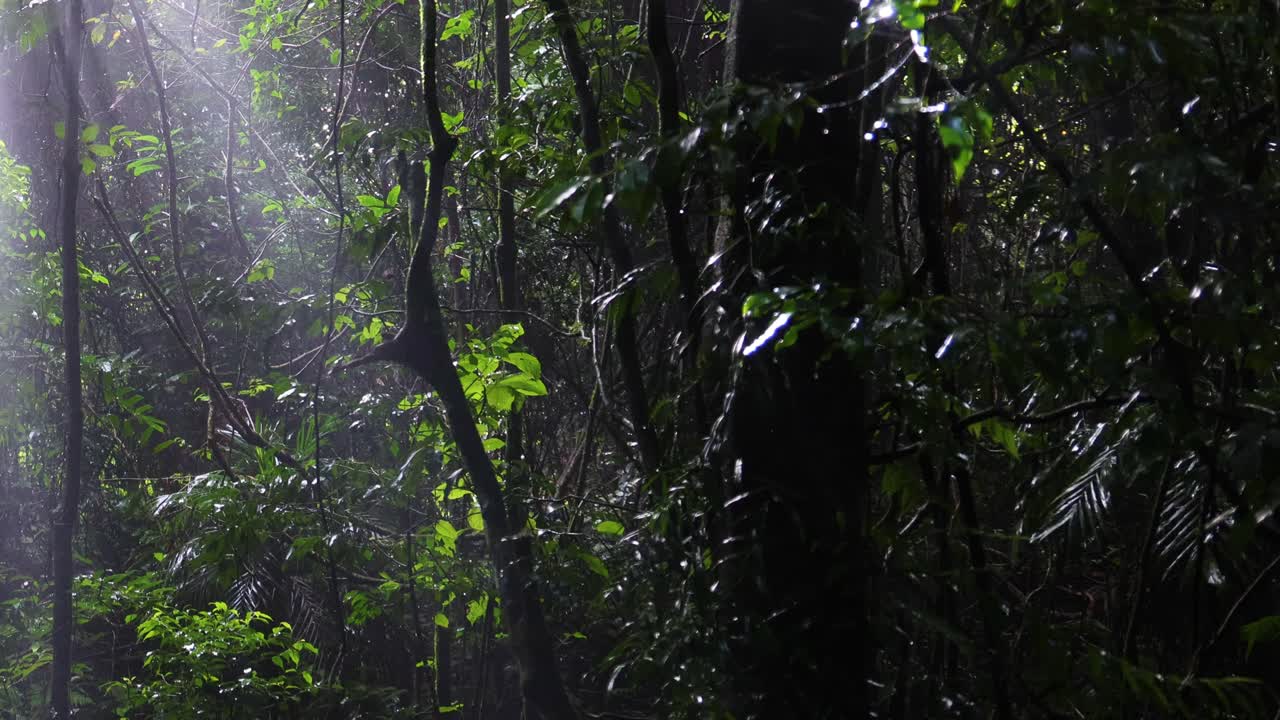 Sunlight piercing through dense forest foliage