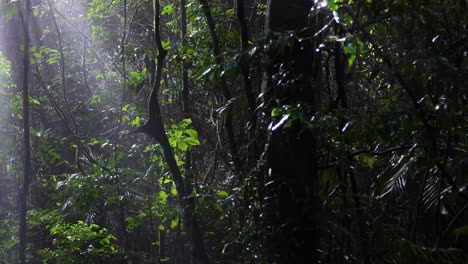 sunlight piercing through dense forest foliage