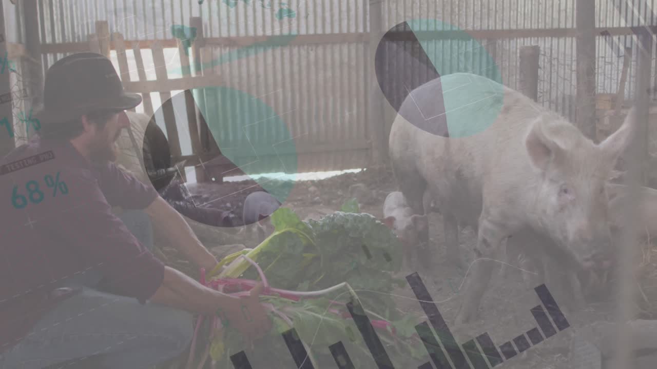 카우카시안 인간 먹이 돼지에 대한 금융 데이터 처리 애니메이션