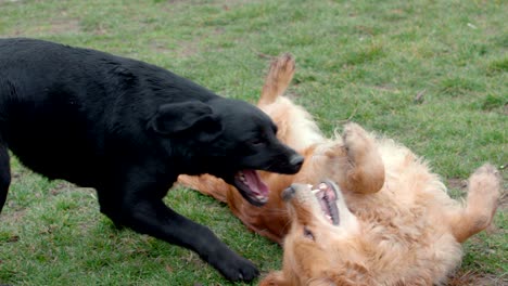 dogs playing