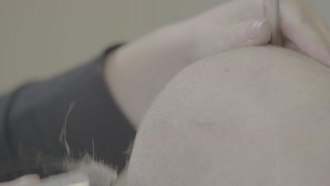 el afeitamiento de la cabeza calva