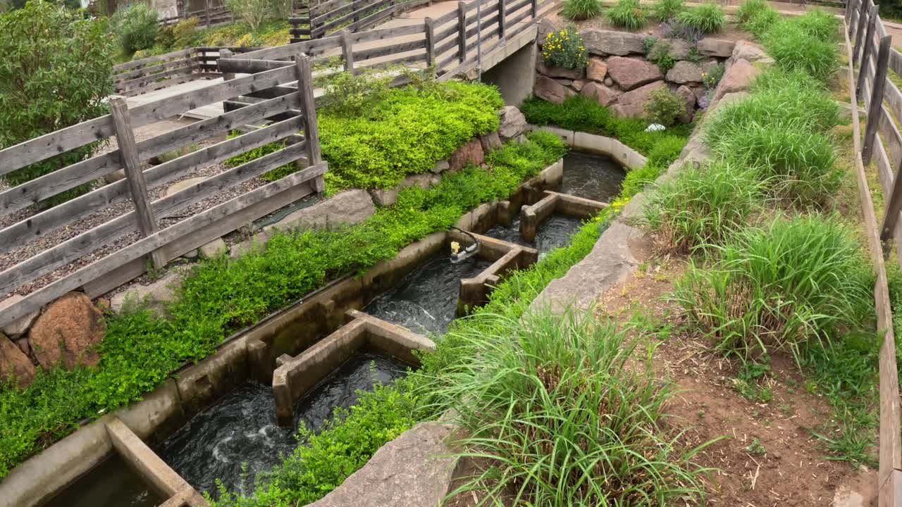 Stepped fish ladder beside the Talvera, where clear water cascades through wooden-and-stone channels flanked by lush grasses and flowering shrubs