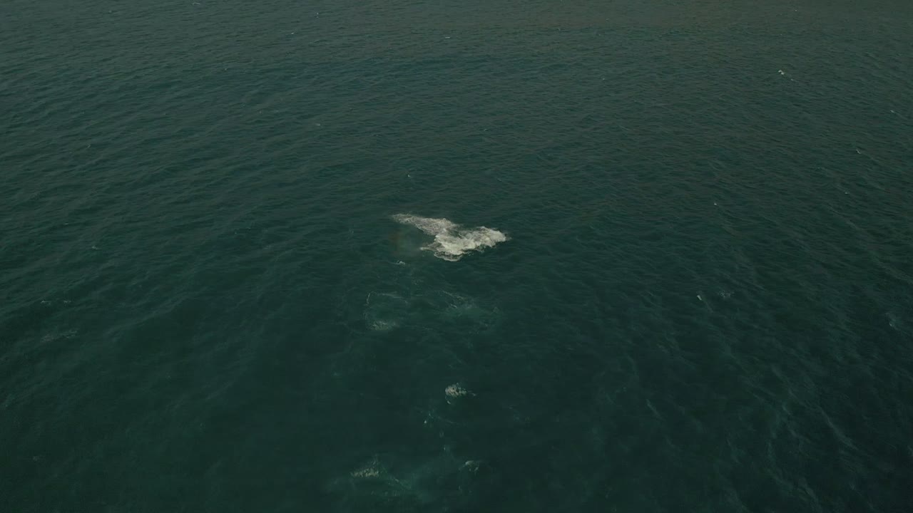 물 밖으로 뛰어내리는 혹등고래의 공중 영상