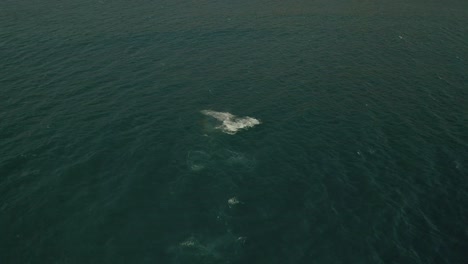 Imágenes-Aéreas-De-Una-Ballena-Jorobada-Saltando-Fuera-Del-Agua