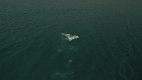 imágenes aéreas de una ballena jorobada saltando fuera del agua
