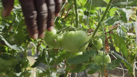 close up handheld shot of green tomatoes, a male hand enters to lift the vine