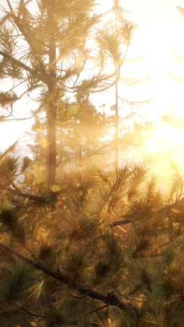 golden sunlight through a misty pine forest