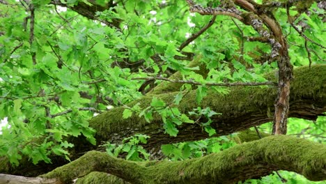 Eldelry-oak-standing-their-owns