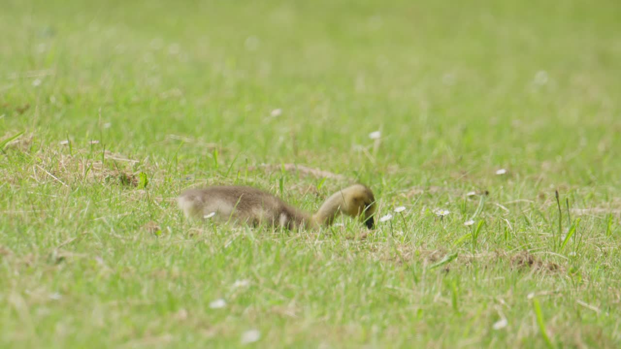 Baby Duck Eating Alone on Green Grass in Daylight Close Up Shot Captured During Springtime in Germany