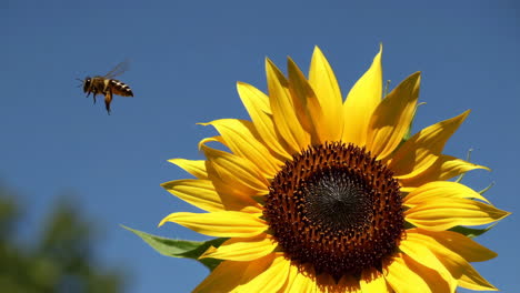 bee on sunflower