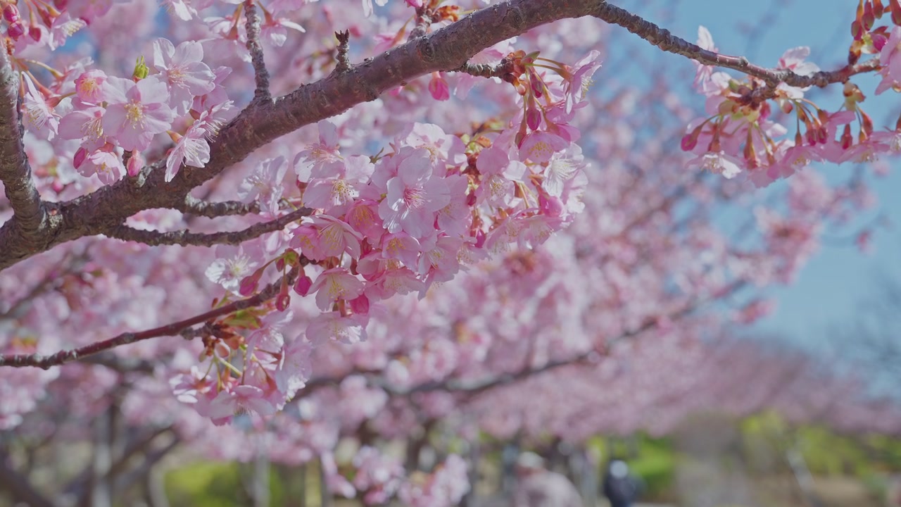 Un dettagliato ramo di ciliegio in fiore riempie il primo piano a fuoco nitido, mentre una fila di alberi carichi di fiori rosa sfuma in un effetto bokeh sullo sfondo. La profondità stratificata cattura sia il dettaglio floreale intimo che