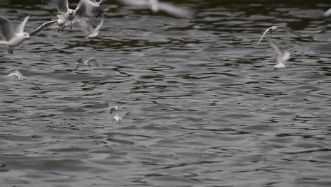 Terns-and-Gulls-Skimming-for-Food-are-migratory-seabirds-to-Thailand,-flying-around-in-circles,-taking-turns-to-skim-for-food-floating-on-the-sea-at-Bangpu-Recreational-Center-wharf