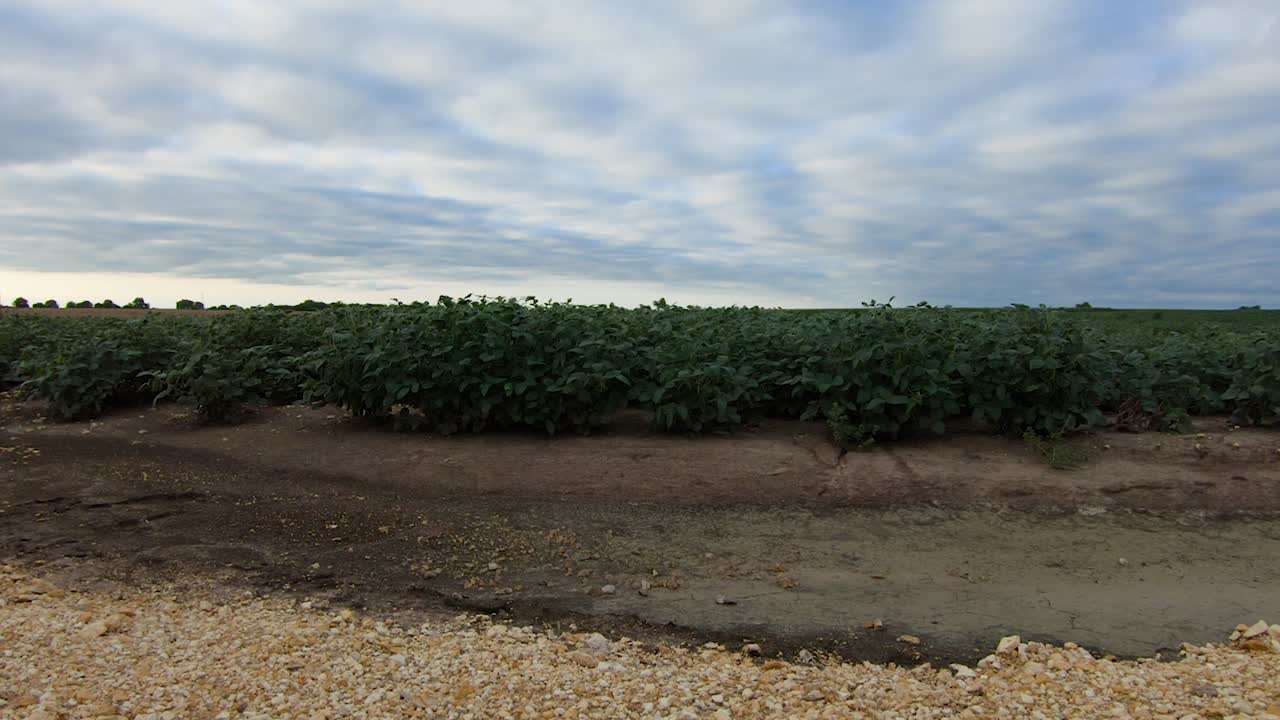 campo cultivado de soja susurrando en la brisa en un día nublado en la zona rural de nebraska, ee.uu.