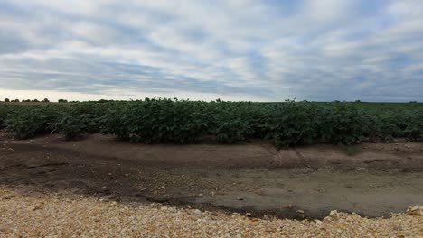 soybeans cultivated field rustling in the breeze on a cloudy day in rural nebraska usa