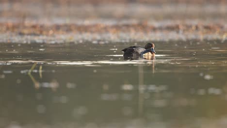 Tuffted-duck-preening-in-Pond-in-Sunrise