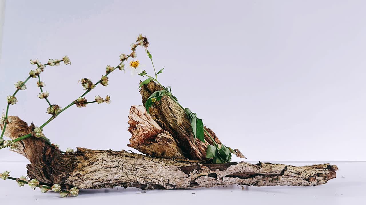 떠다니는 나무에 대한 자연 조정