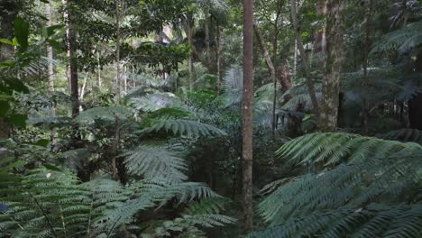 lush rainforest with tree ferns and dense foliage