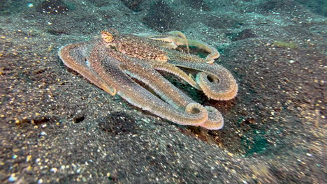 pulpo de brazo largo en busca de alimento en el fondo arenoso del indo-pacífico