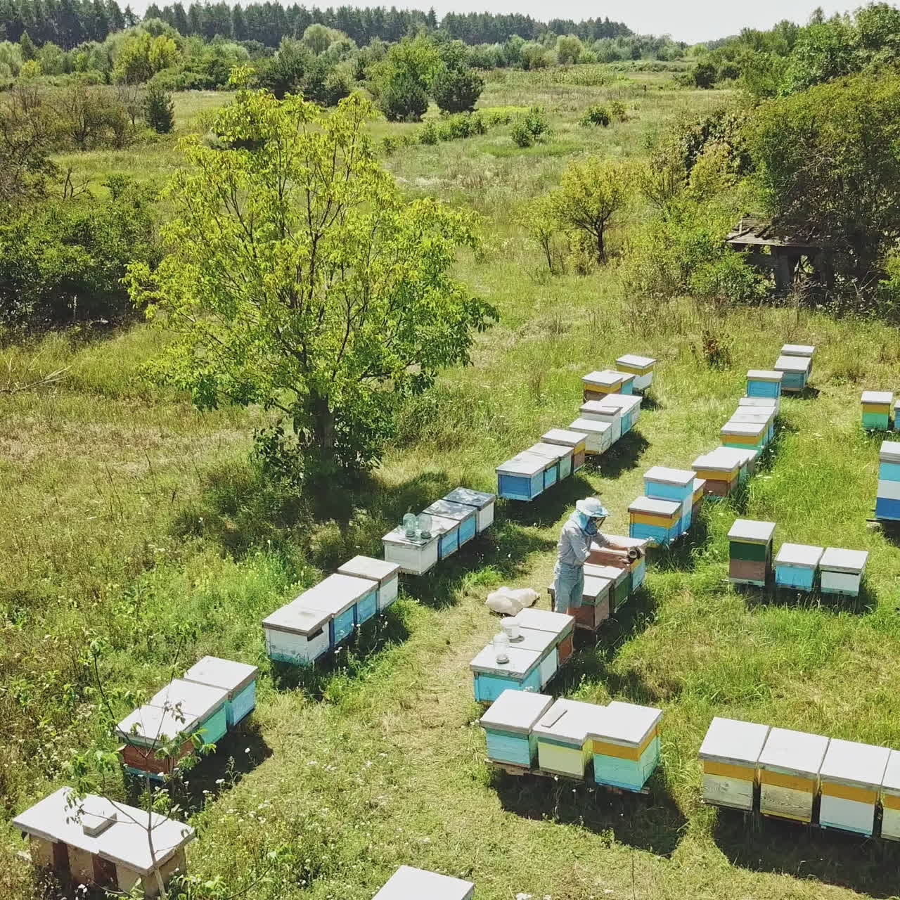 An aerial fly in drone shot of a beekeeper harvesting honey from hives. Bee hives in a forest glade