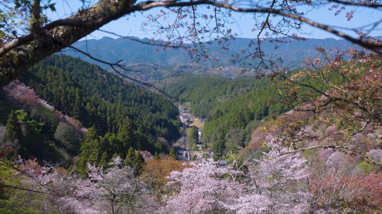 春の吉野渓谷、山々に咲き誇る桜