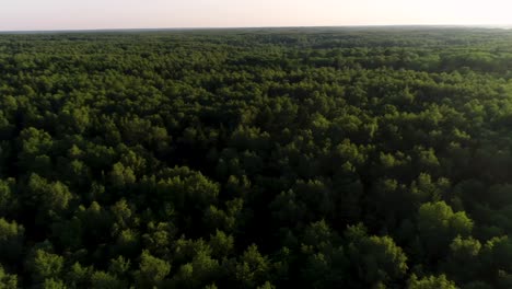 flying over the а beautiful morning forest in the rays of the dawn sun.