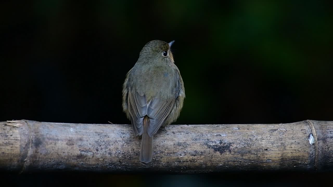 papamoscas azul de la colina posado en un bambú, cyornis whitei